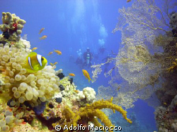 Shore Divers @ Paradise
Sharm el Sheikh by Adolfo Maciocco 